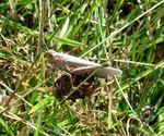 Wiesengrashüpfer   (Chorthippus dorsalus)