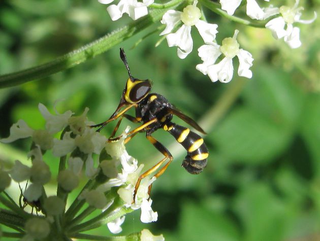 Dickkopffliege  (Conops flavipes)