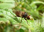 Gemeine Breitstirnblasenkopffliege  (Sicus ferrugineus)