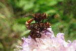 Gemeine Breitstirnblasenkopffliegen-Paarung   (Sicus ferrugineus)