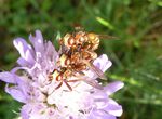 Gemeine Breitstirnblasenkpffliegen-Paarung   (Sicus ferrugineus)