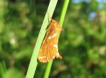 Heidekraut Wurzelbohrer   (Phymatopus hecta)