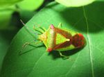 Stachelwanze   (Acanthosoma haemorrhoidale)