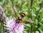 Vierstreifige Dickkopffliege   (Conops quadrifasciatus)