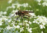 Gewürfelte Tanzfliege   (Empis Tesselata)