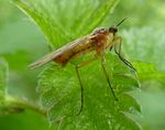 Tanzfliege   (Empis digramma)