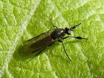 Tanzfliege   (Hilara maura)