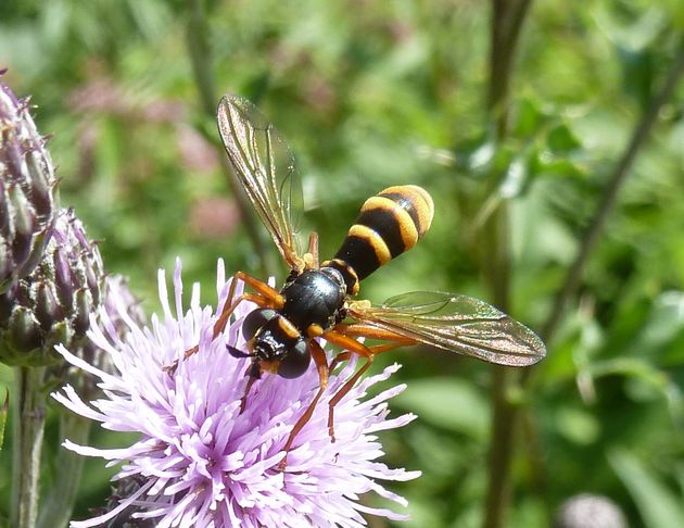Vierstreifige Dickkopffliege   (Conops quadrifasciatus)