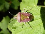 Beerenwanze    (Dolycoris baccarum)