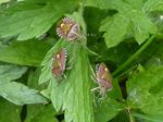 Beerenwanzen   (Dolycoris baccarum)