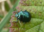 Blaugrüne Baumwanze    (Zicrona  caerulea)