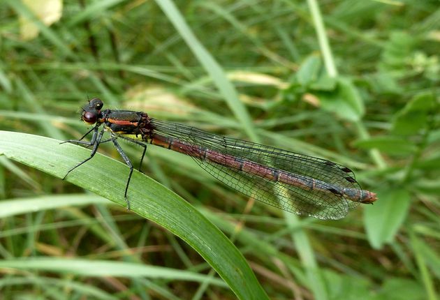 Frühe Adonislibelle    (Pyrrhosoma nymphula)