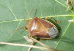 Ginster-Baumwanze   (Piezodorus lituratus)