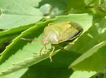 Ginster-Baumwanze    (Piezodorus lituratus)