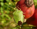 Grüne Stinkwanze   (Palomena prasina)