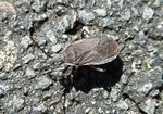 Helle Saum- od  Randwanze    (Ceraleptus lividus)