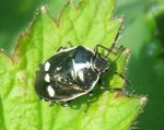 Kohlwanze   (Eurydema oleracea)