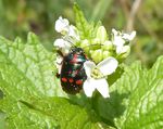 Kohlwanze   (Eurydema oleracea)