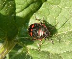 Kohlwanze, schwarz-rot    (Eurydema oleracea)