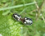 Kohlwanzen   (Eurydema oleracea)
