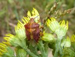 Purpur-Fruchtwanze   (Carpocoris purpureipennis)