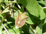 Purpur-Fruchtwanze    (Carpocoris purpureipennis)