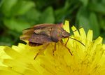 Purpur-Fruchtwanze    (Carpocoris purpureipennis)