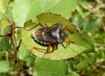 Rotbeinige Baumwanze    (Pentatoma rufipes)