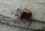 Rotbeinige Baumwanze    (Pentatoma rufipes)