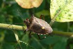 Rotbeinige Baumwanze    (Pentatoma rufipes)