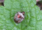 Schillerwanze   (Eysarcoris fabricii)