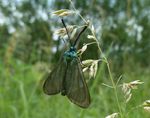 Ampfer-Grünwidderchen   (Adscita statices)