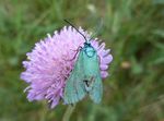 Ampfer-Grünwidderchen   (Adscita statices)