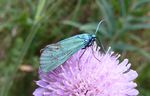 Ampfer-Grünwidderchen   (Adscita statices)