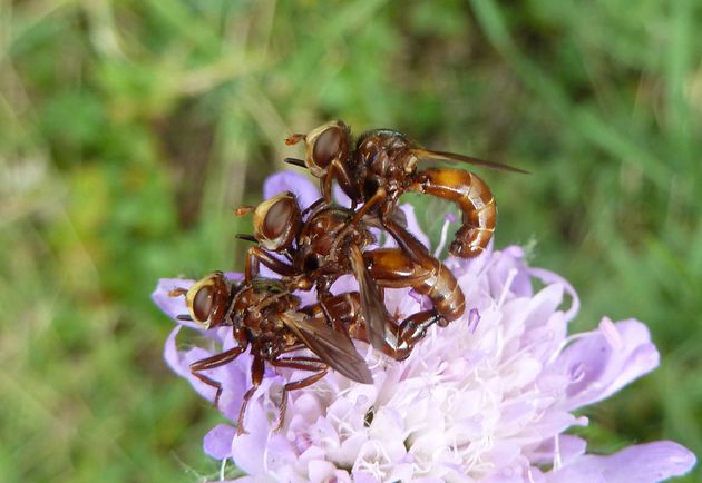 Gemeine Breitstirnblasenkopffliegen-Paarung  (Sicus ferrugineus)