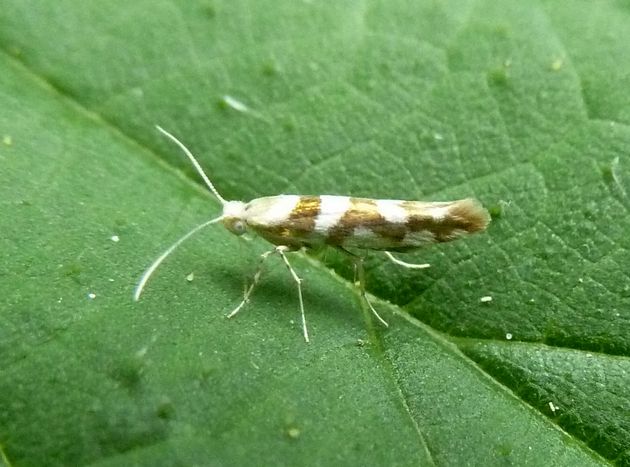 Knospenmotte   (Argyresthia goedartella)