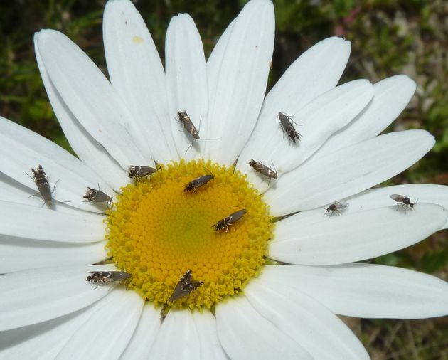 Mauerpfeffer-Rundstirnfalter   (Glyphipterix equitella)