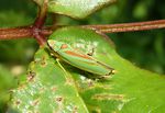 Rhododendronzikade   (Graphocephala fennahi)
