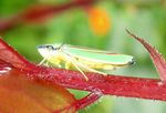 Rhododendronzikade    (Graphocephala fennahi)