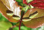 Rhododendronzikaden    (Graphocephala fennahi)