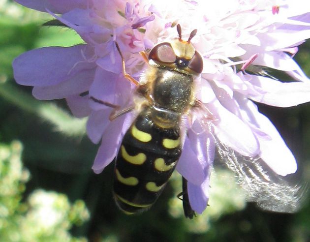Frühe Großstirnschwebfliege (Scaeva selenitica)