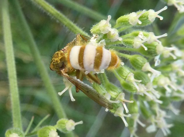 Gelbe Dungfliege   (Scathophaga stercoraria) mit Pilzbefall (Enthomophthora muscae)