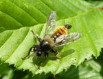 Gelbe Raubfliege o. Gelbe Mordfliege   (Laphria flava)