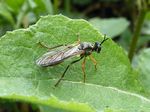 Gemeine Habichtsfliege   (Dioctria hyalipennis)