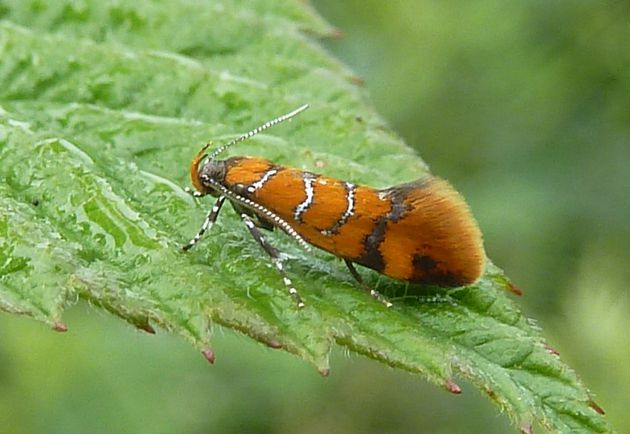 Kastanienminiermotte   (Cameraria ohridella)