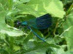 Gebänderte Prachtlibelle m.   (Calopteryx splendens)