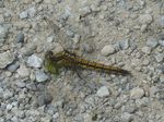 Grosser Blaupfeil w.   (Orthetrum cancellatum)