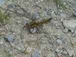 Grosser Blaupfeil w.   (Orthetrum cancellatum)
