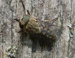 Rinderbremse   (Tabanus bovinus)