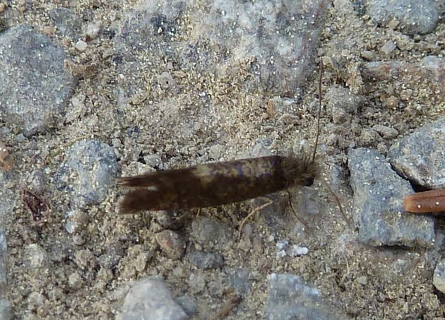 Trugmotte   (Eriocrania unimaculella)